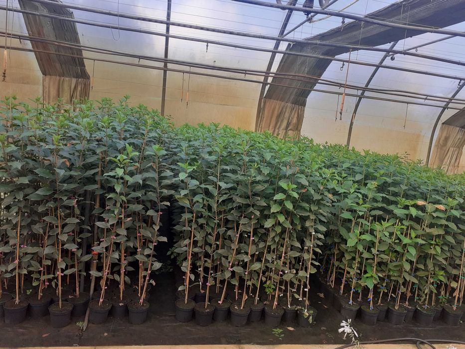 Hortensja bukietowa p9 i pienna C 2