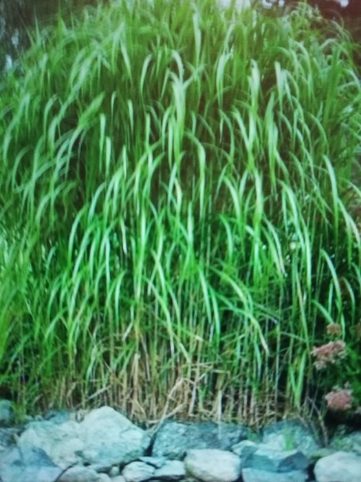 Sadzonka trawa miskant olbrzymi na żywopłot