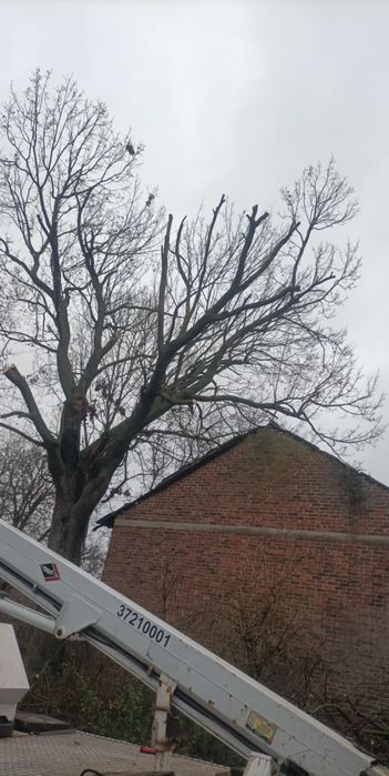 Wycinka drzew, prace alpinistyczne, zrębkowanie gałęzi