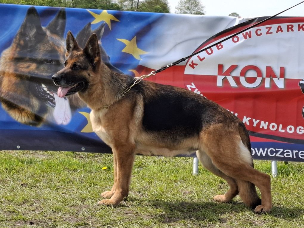 Owczarek Niemiecki
