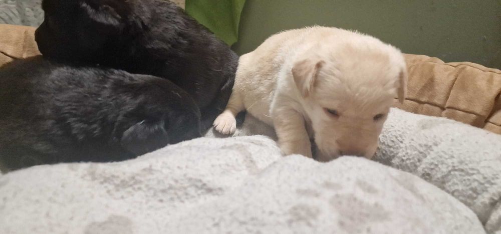 Szczeniaki Labrador Retriever