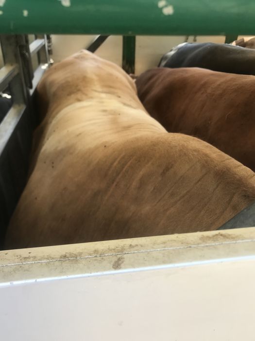 Skup Bydła Krowy Byki Jałówki Cielęta Odsadki