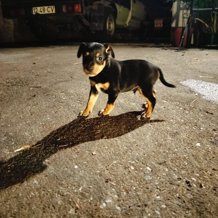 Cãezinhos descendentes de Pinscher – 1 mês – porte médio/pequeno