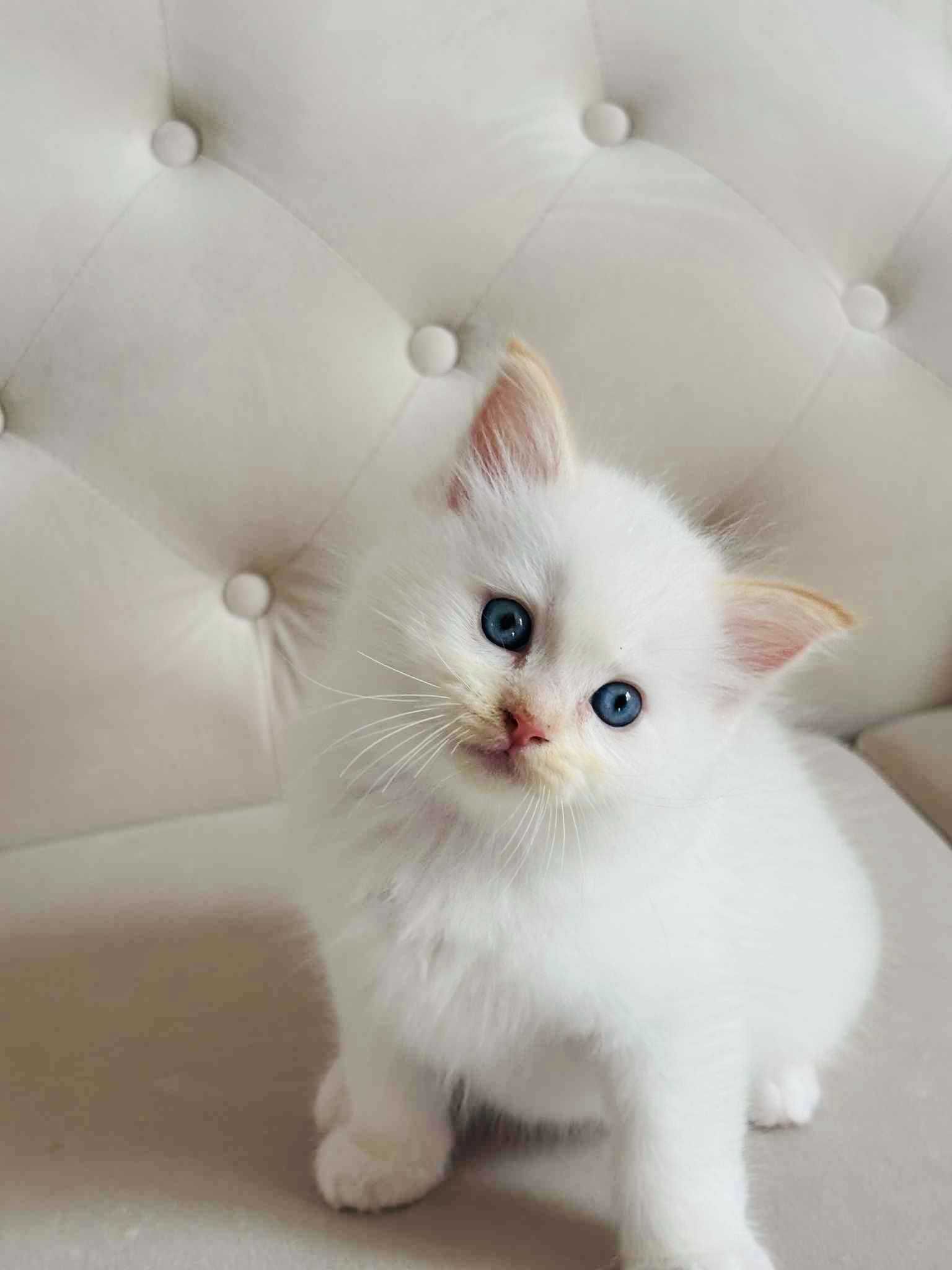 Ragdoll kocurek  niesamowity kremowy kolor  !!! fife/FPL Lagooneyes