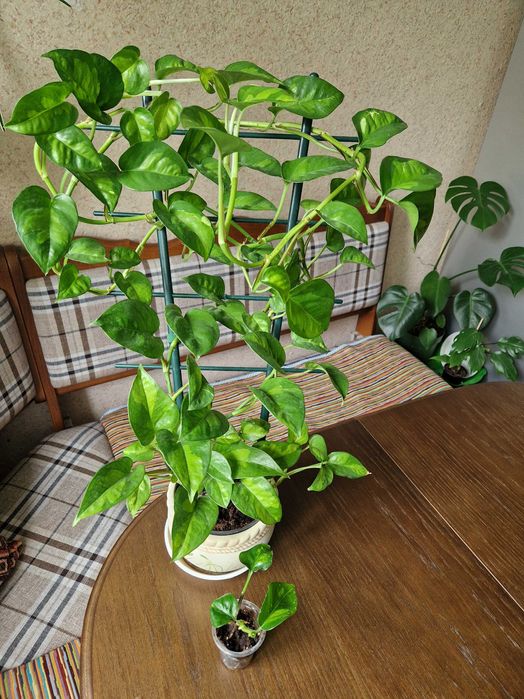 Епіпремнум сциндапсус глобал грін