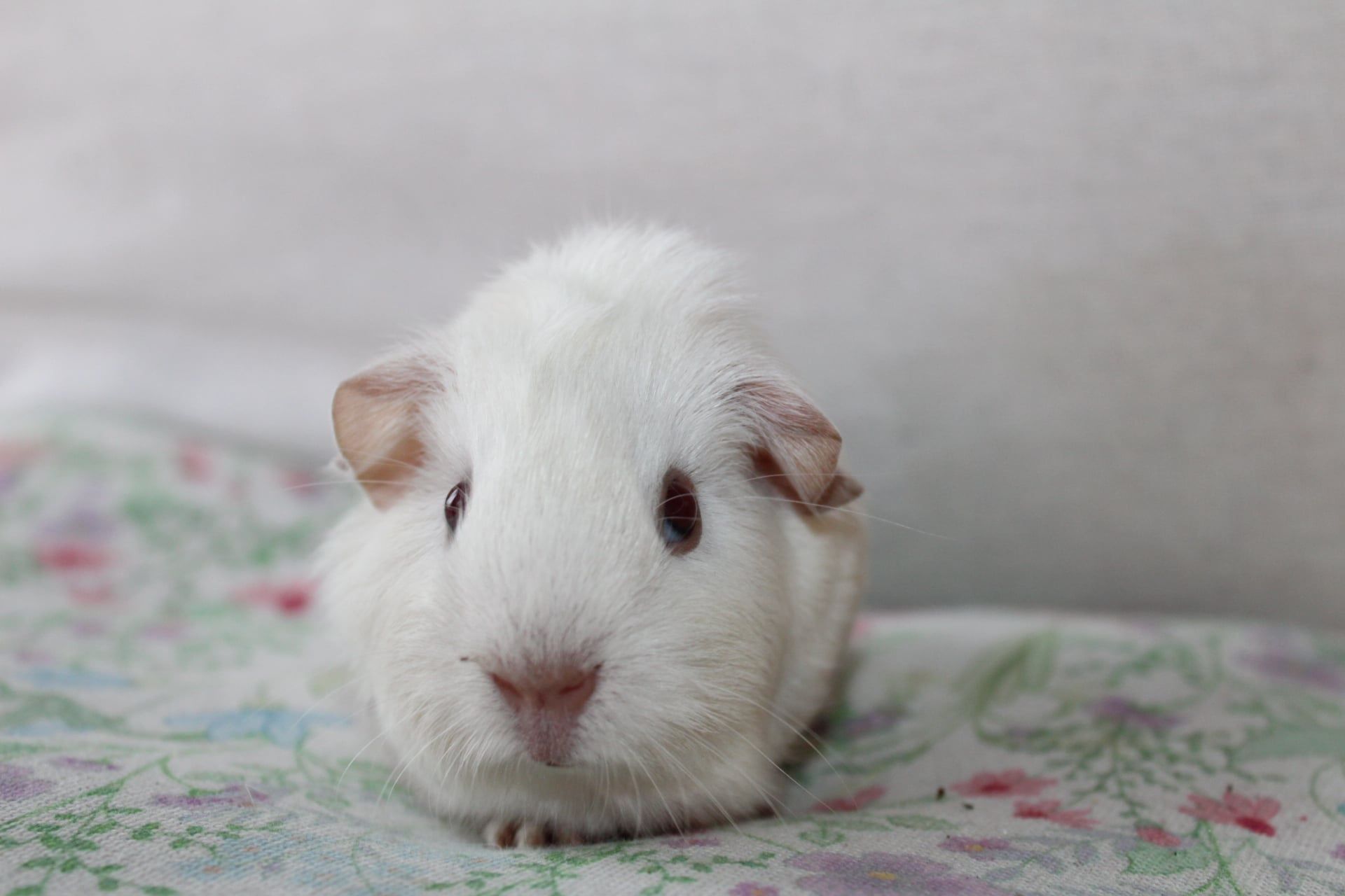 Śliczne świnki morskie,cavia domowa . Gotowe do odbioru