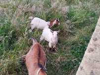 Cabras anãs fêmeas