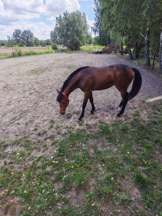 klacz 1,5 roku po ogierze holsztyńskim Lanvester