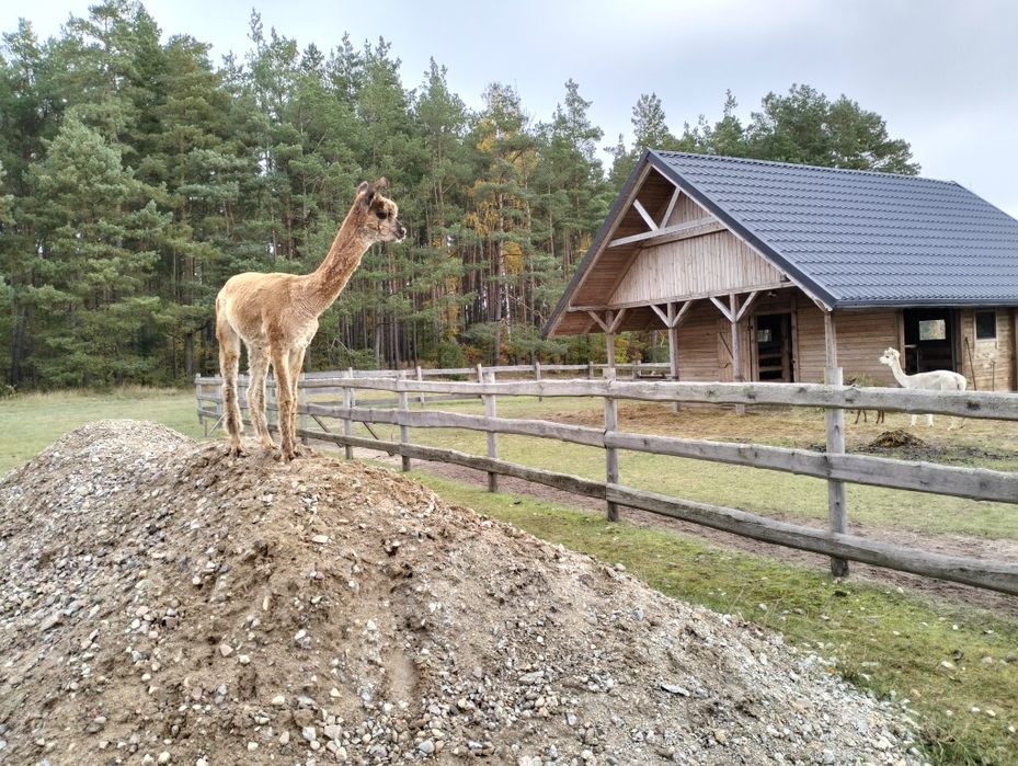 Samiec alpaki roczny