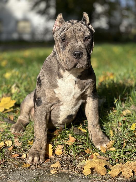 American Bully XL