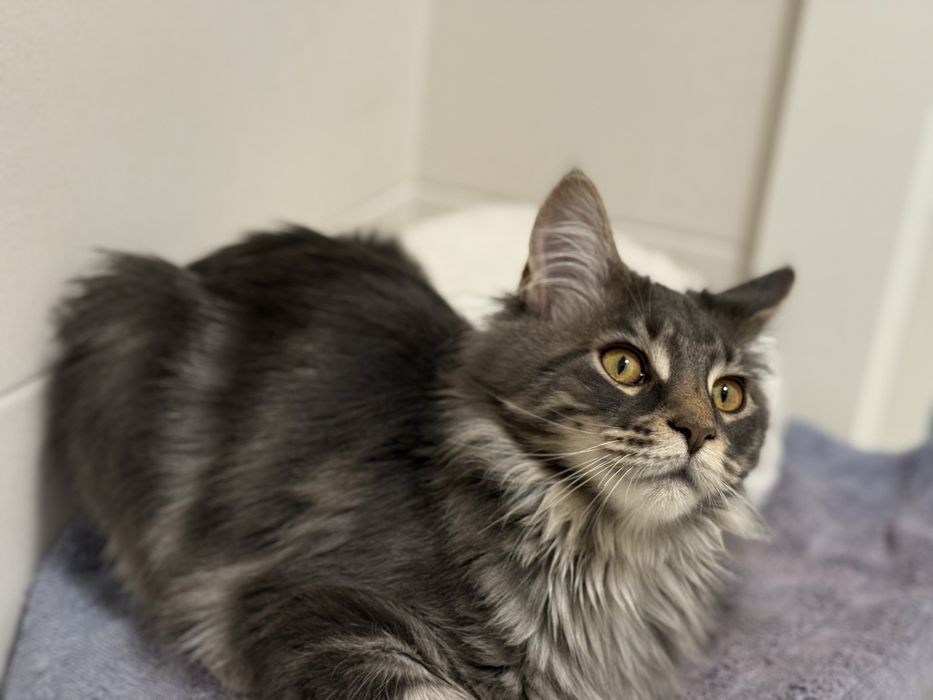 МейнКун девочка