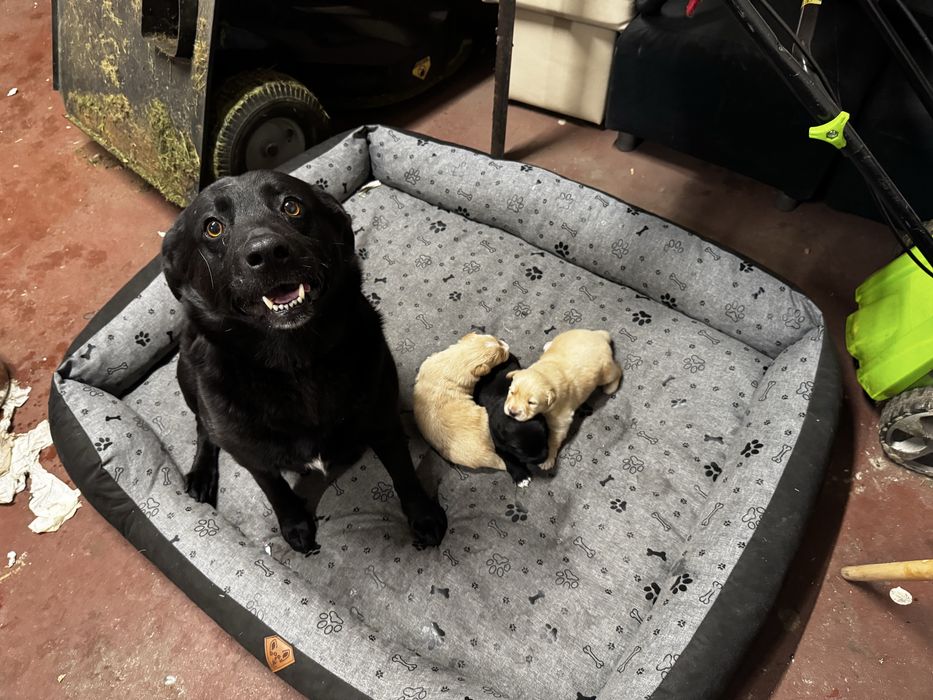 Szczeniaki oddam w dobre rece. (Rezerwacja)