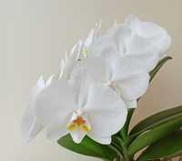 Білосніжна орхідея, водоспад з білих квітів