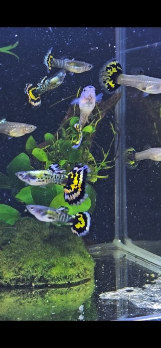 Gupik Yellow Tiger Mosaic