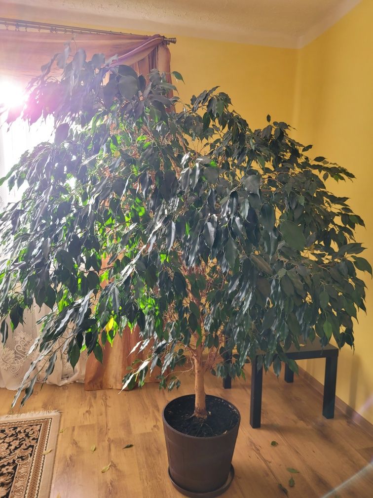 Figowiec Benjamina