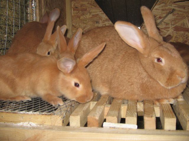 Продаются кролики та мясо кролика