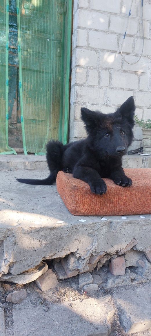 Девочка восточно европейской овчарки