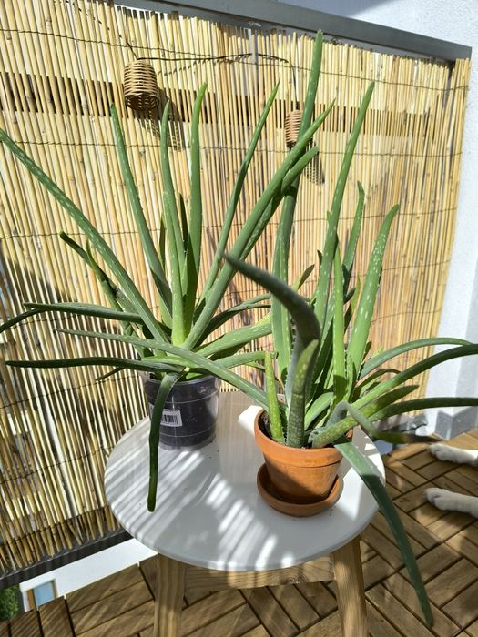 Aloes leczniczy  Aloe kwiat