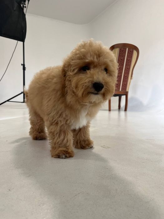 Хлопчик мальтіпуФ1