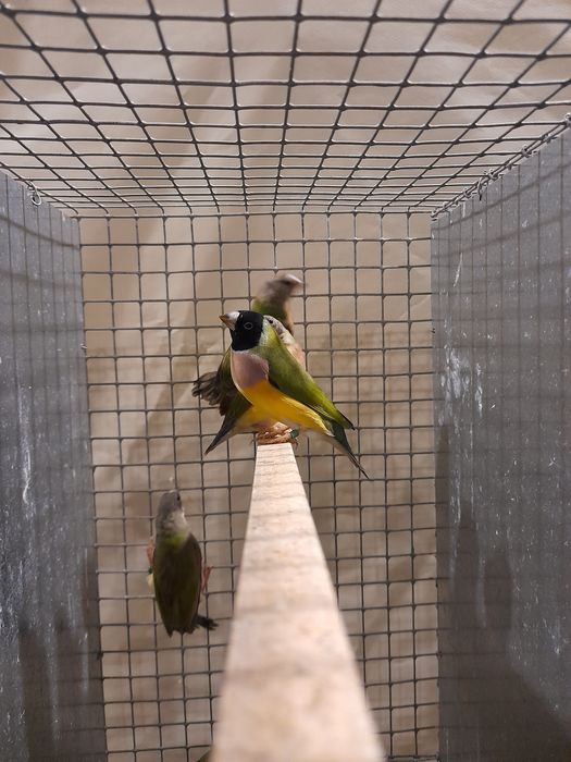 Lote de gaiolas/viveiros