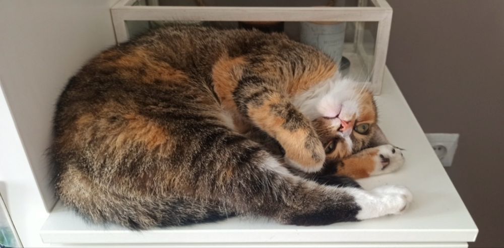 Zaginęła Kotka! Świecie Klasztorna