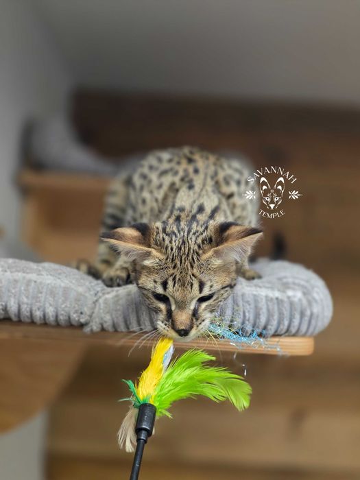 Mavi, Wyjątkowa Savannah. Jedyna F2 w Polsce