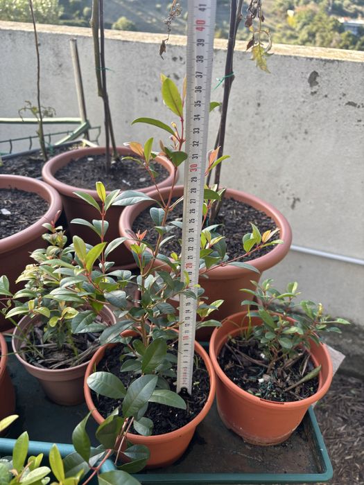 Eugenias (rebentos e sementes) para sebes e arbustos