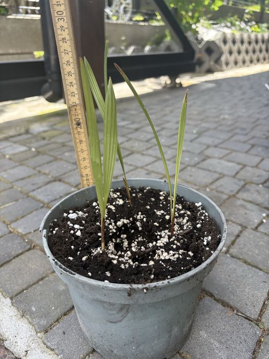 Palma Fortunego (Trachycarpus fortunei).