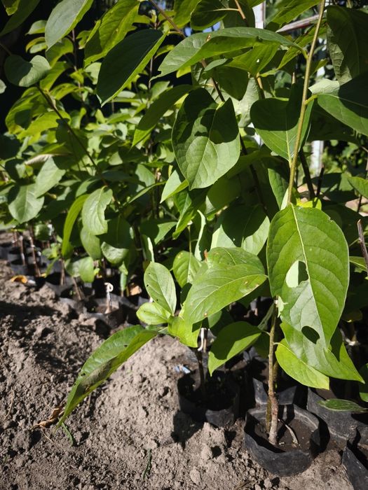 Хурма сорт Соснівська, Сосновская.