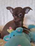 **WAFEL**piesek chihuahua  choco gotowy do zmiany opiekuna