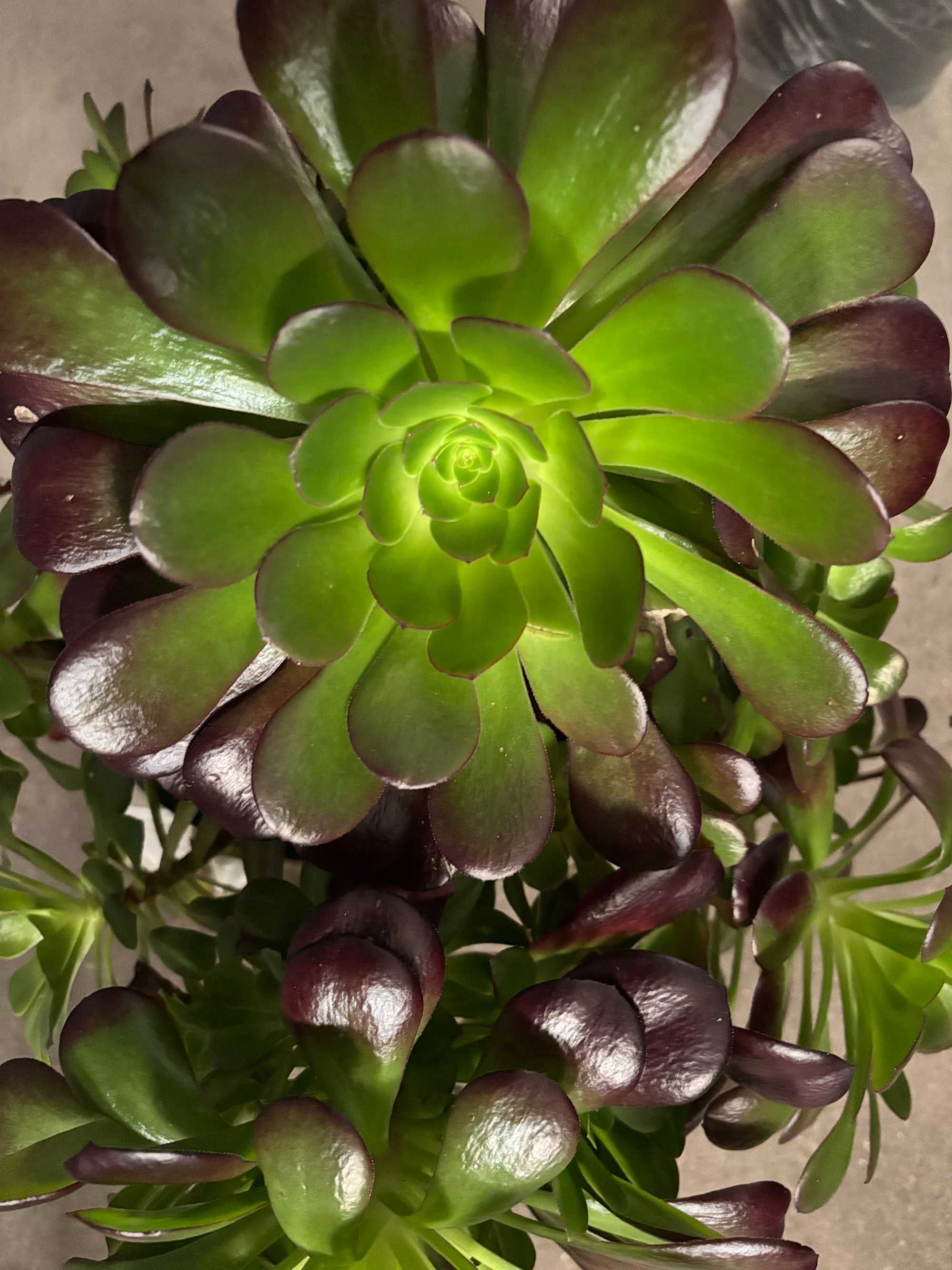 Plantas  variadas