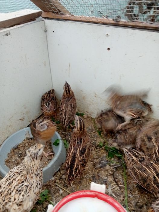Polecam do dalszego chowu przepiórki kurki i kogutki