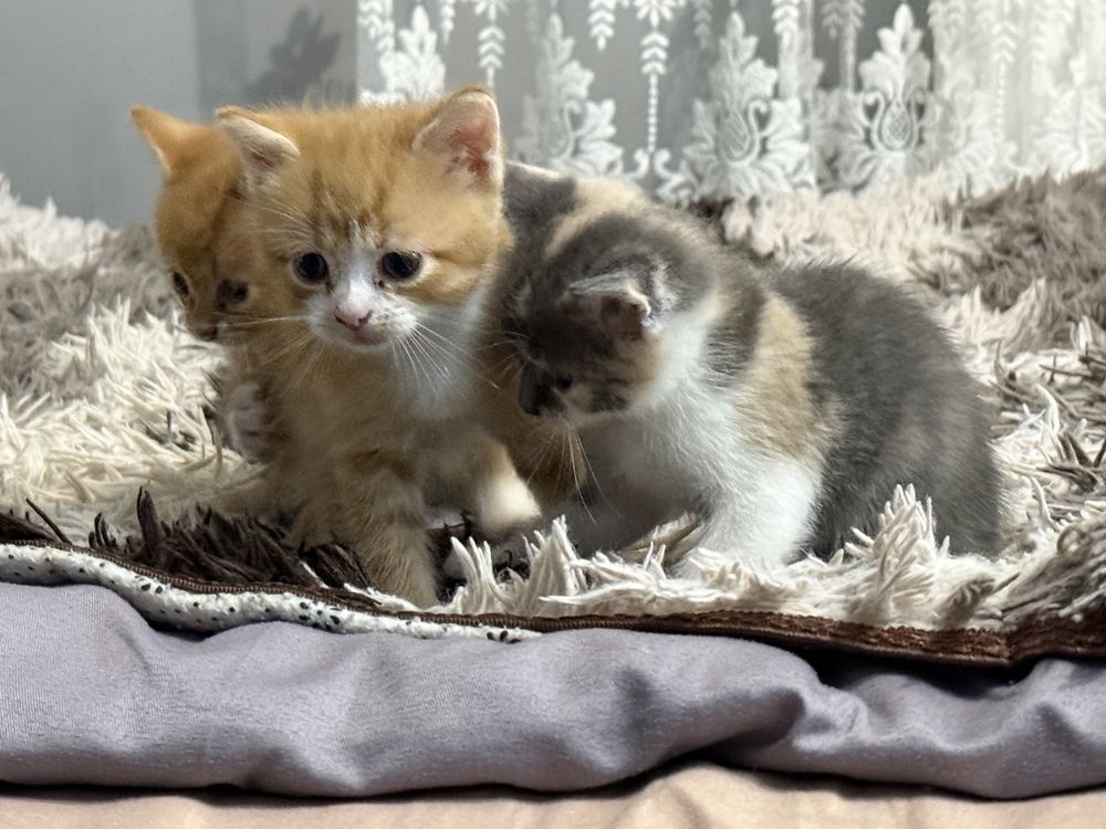 Віддам котиків в добрі руки