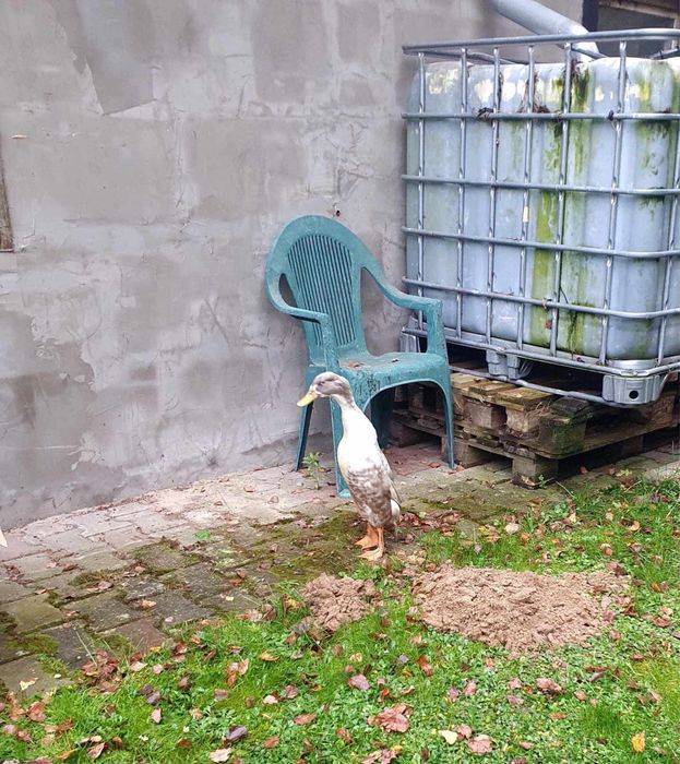 Kaczka Biegus indyjki (kaczor)