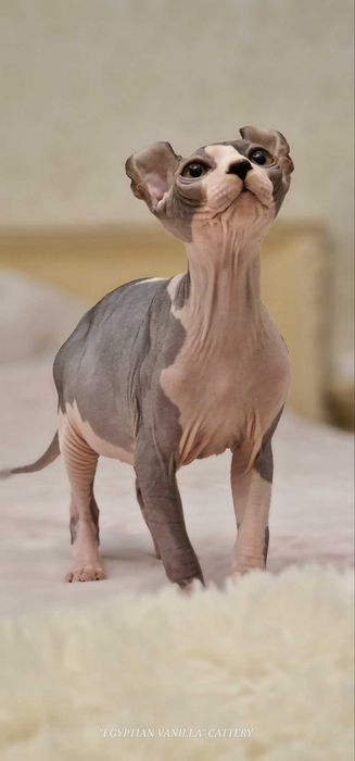 Котята породи Канадський Сфінкс, Бомбіно Двельф.