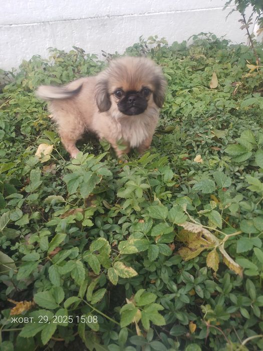 Пекінес дівчинка