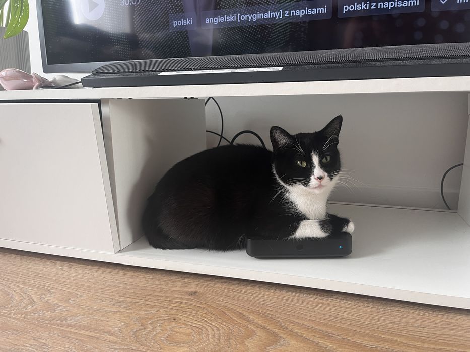 Zaginęła kotka w Chojnicach