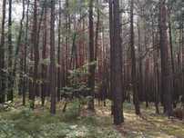 Działka leśna 1,9ha