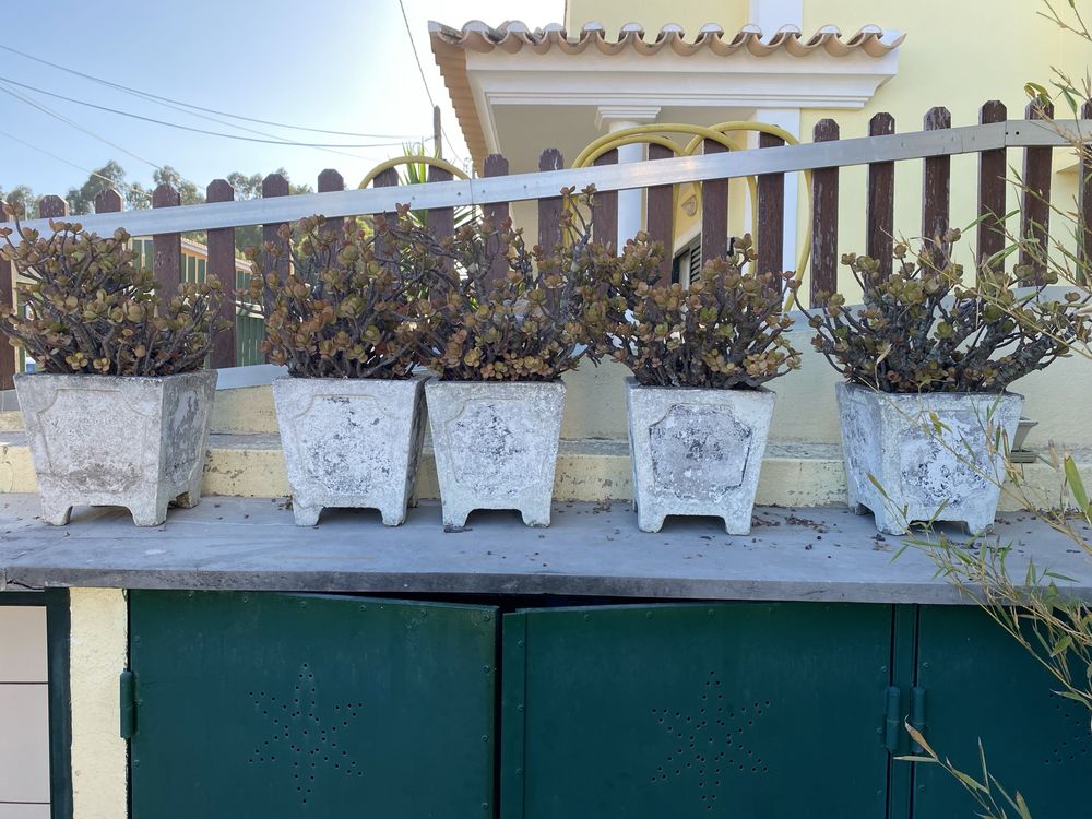 Ofereço 5 vasos de cimento para recuperar com planta de Jade