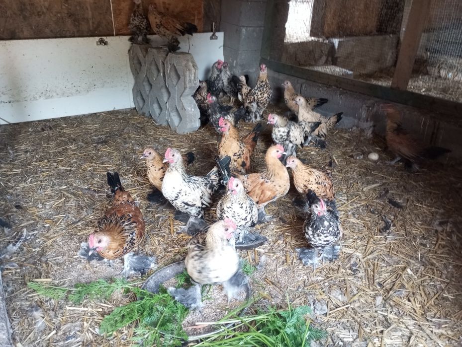 Kury karzełki i koguty liliputy.