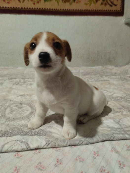 Щенки Джек Рассела Терьера