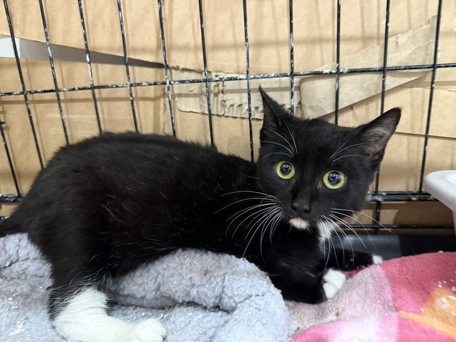 Gatinho 4 meses para adoção