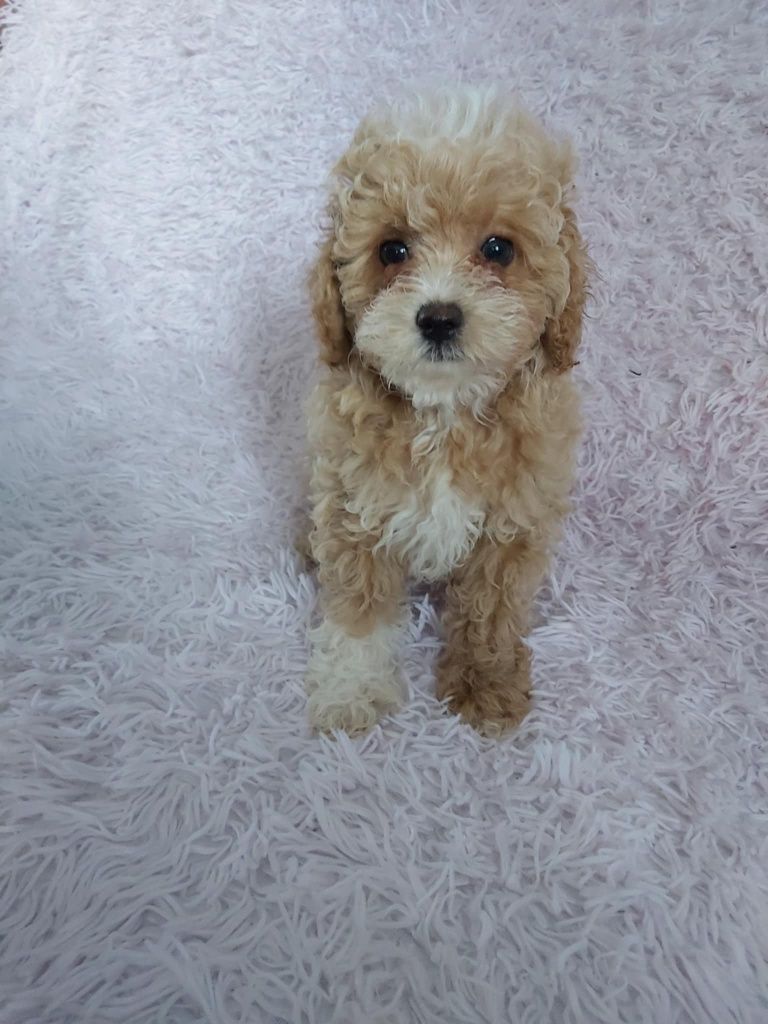 Maltipoo F1b chłopczyk