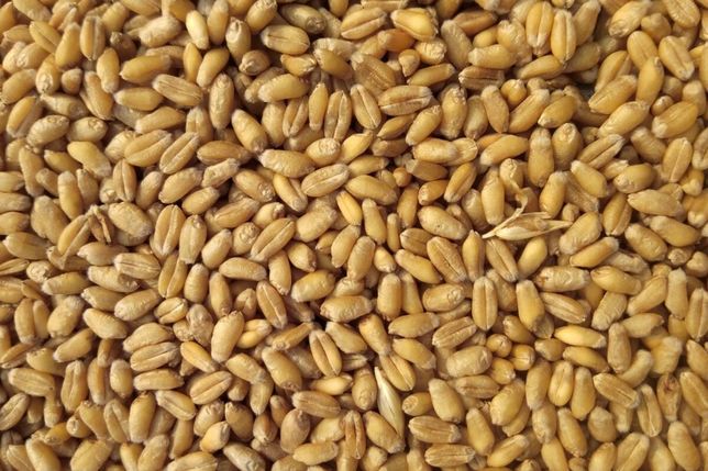 Продам зерно 20т Пшениця.