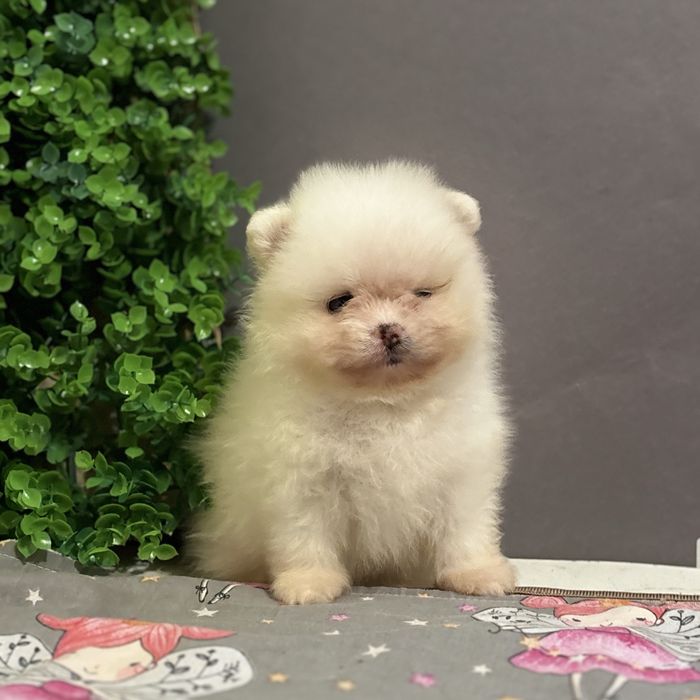 шикарний Хлопчик Міні