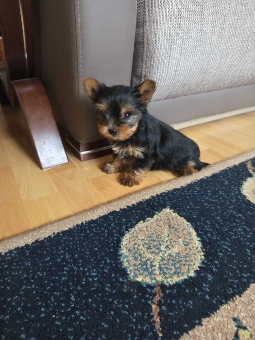 Yorkshire Terrier Polecam !