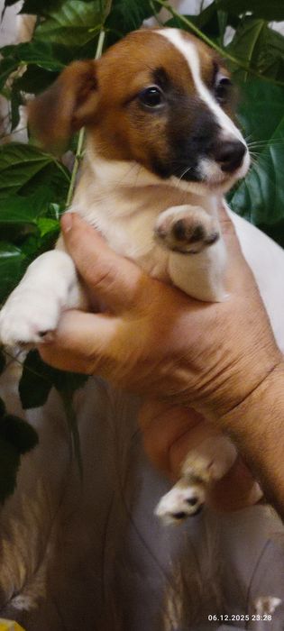 Джек Рассел тер'єр