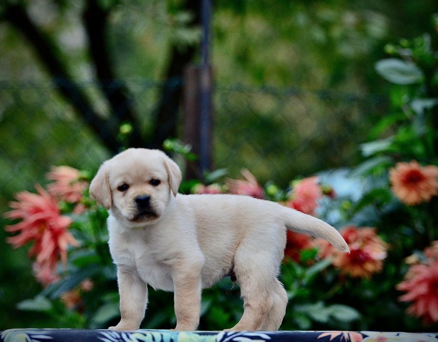 labrador retriver
