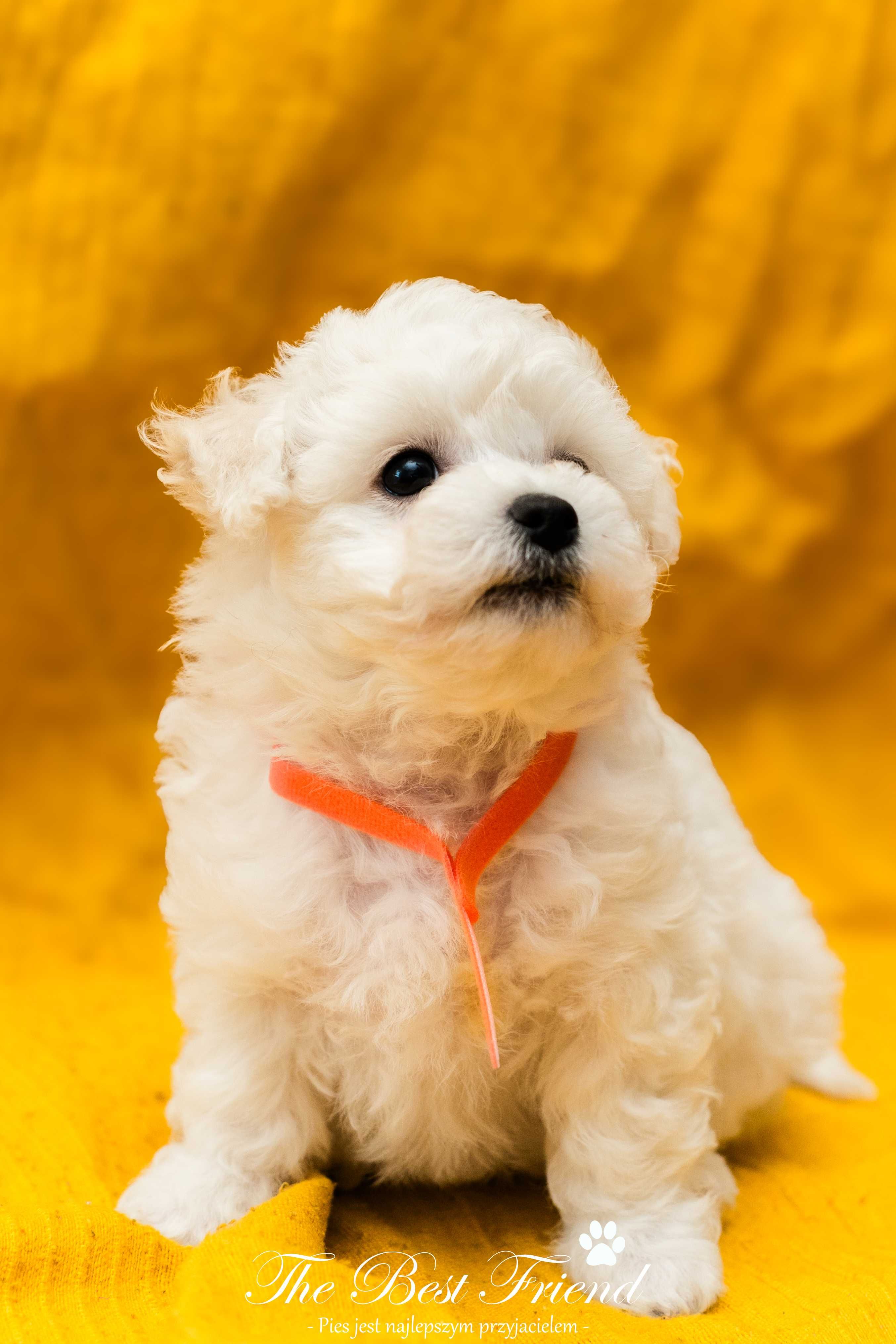 Suczka The Best Friend–Bichon Frise ZKWP nie Maltańczyk