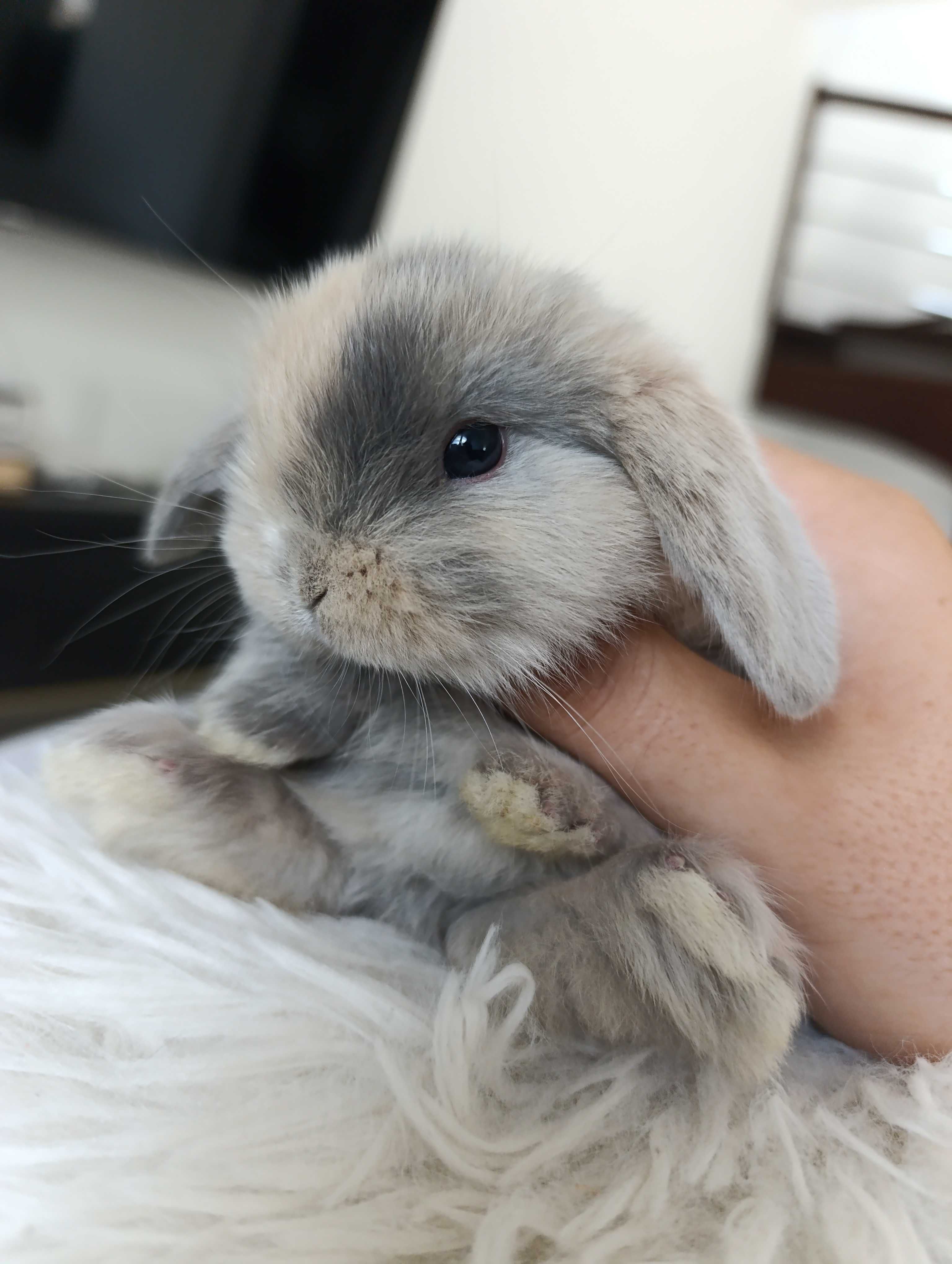 Mini lop karzełek Teddy hodowla zarejestrowana